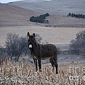 Donkey 