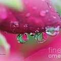 Droplets on the Rose