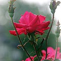 Rose in the Fogg
