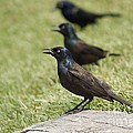  Grackle in three