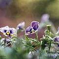 Purple Vioras